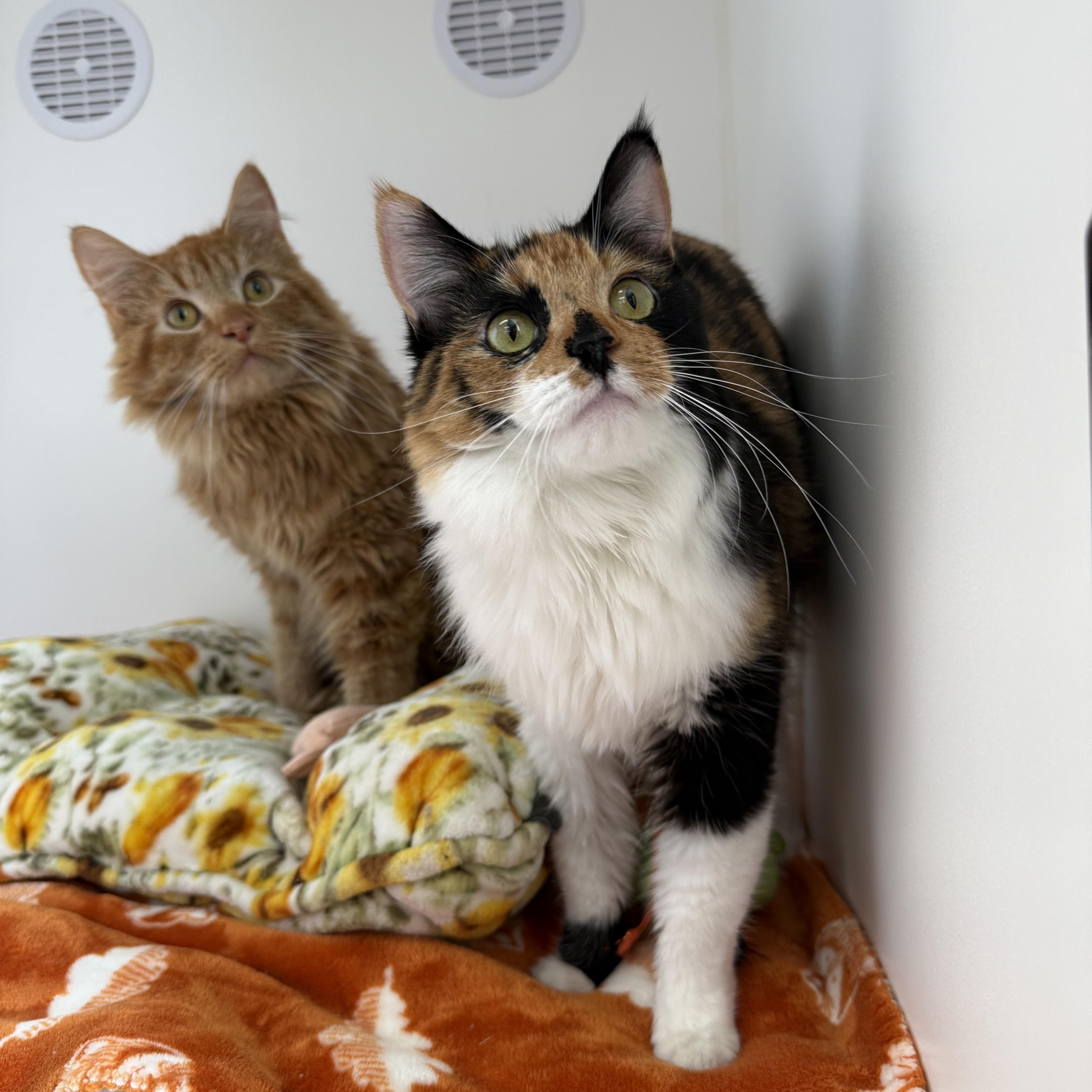 A young medium-sized female Calico cat named Ricotta for adoption in Newport Beach, CA