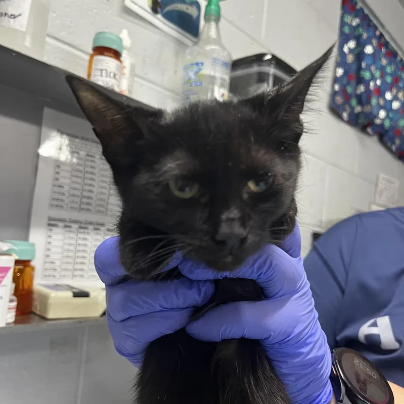 A young small-sized female Black Domestic Short Hair cat named Sabrina for adoption in Summerville, SC