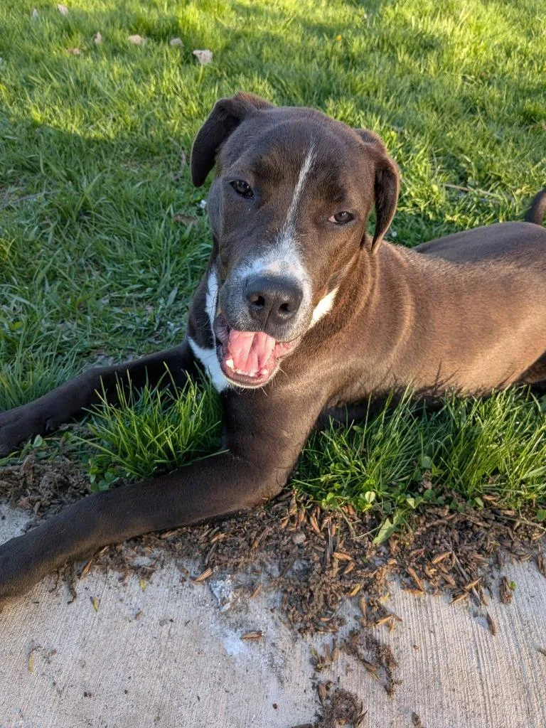 A baby large-sized female Mixed Breed dog named Quartz for adoption in Fond Du Lac, WI