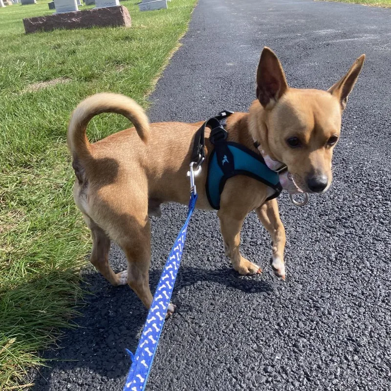 An adult small-sized male Chihuahua dog named Alex for adoption in Phoenix, MD