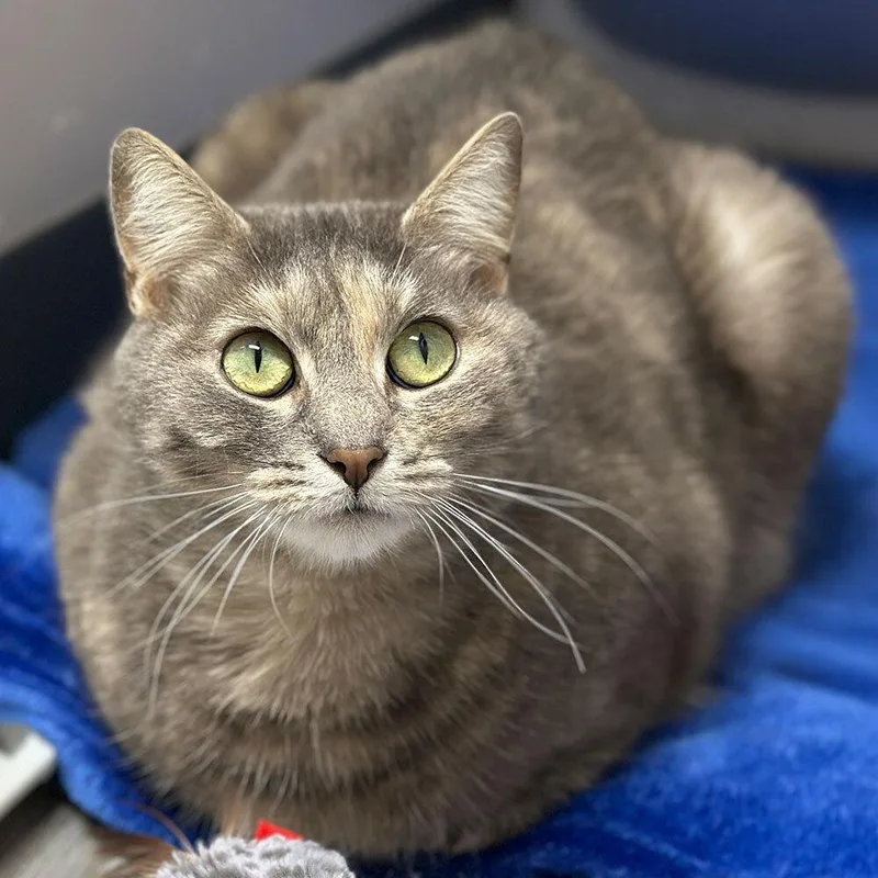 An adult small-sized female Domestic Short Hair cat named Sunflower for adoption in Port Washington, NY