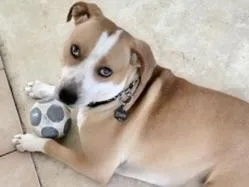 An adult extra large-sized male Apricot / Beige Mixed Breed dog named Elvis for adoption in Georgetown, TX