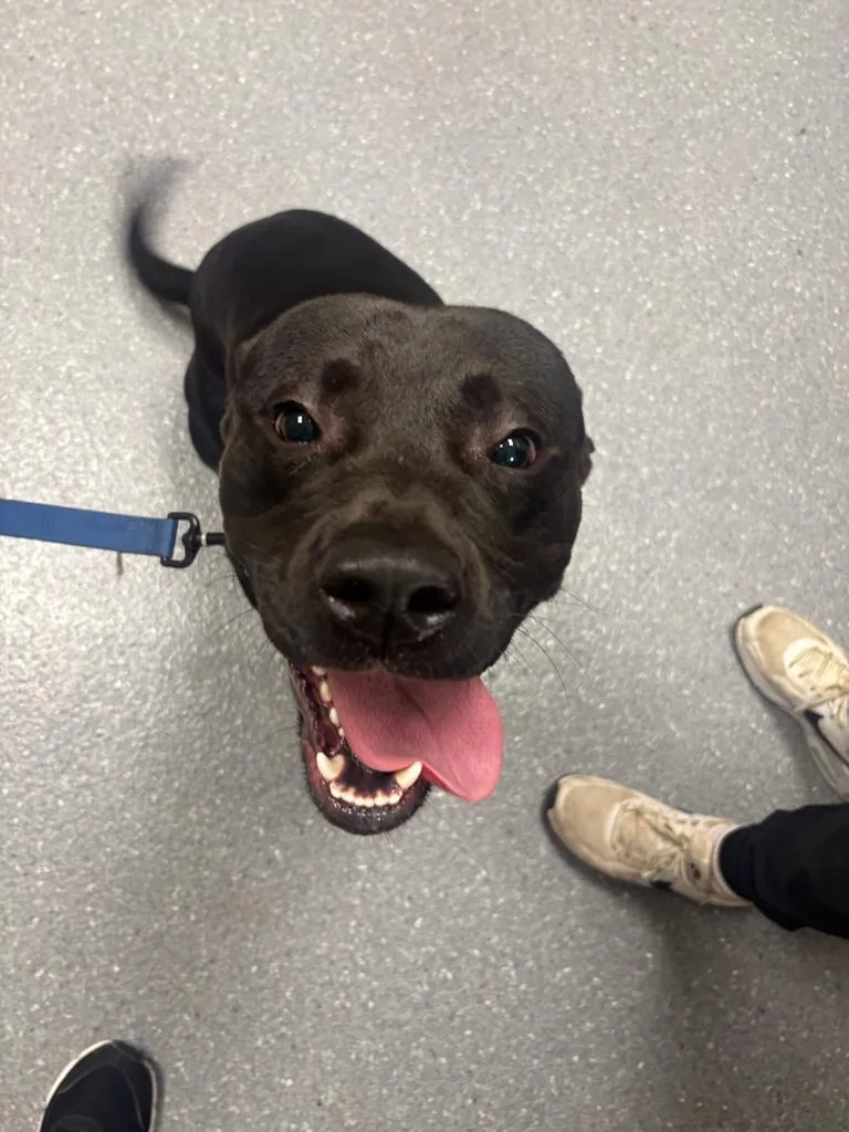 A young large-sized male Mixed Breed dog named Onyx for adoption in Greenfield, IN