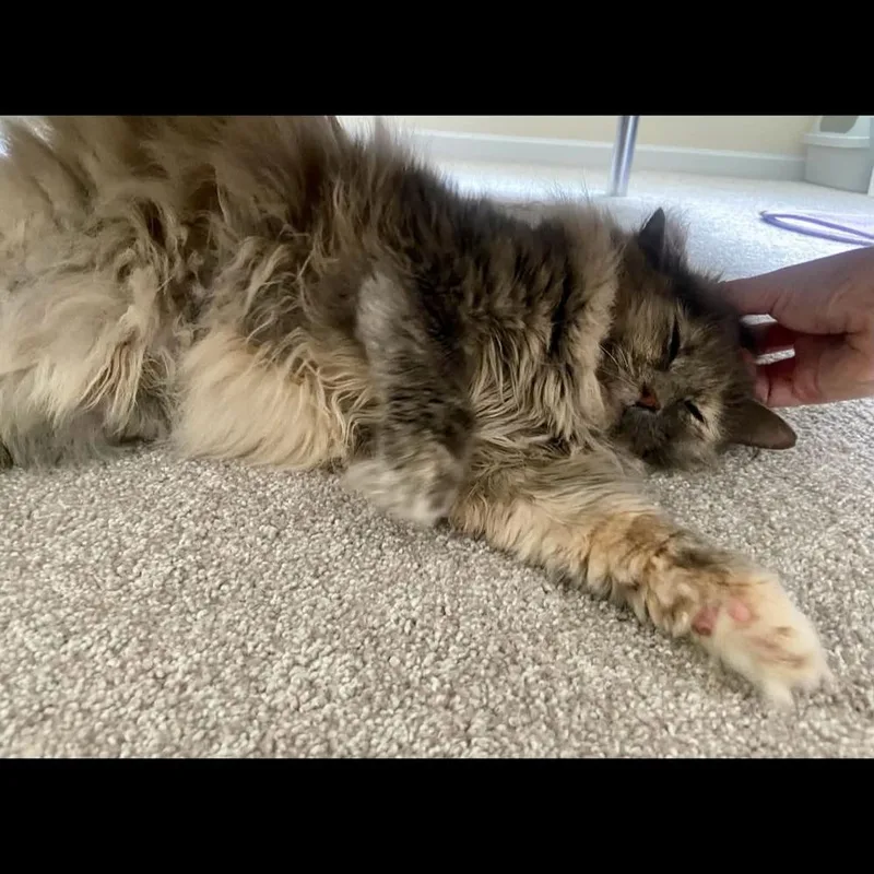 Gizmo thumbnail 2