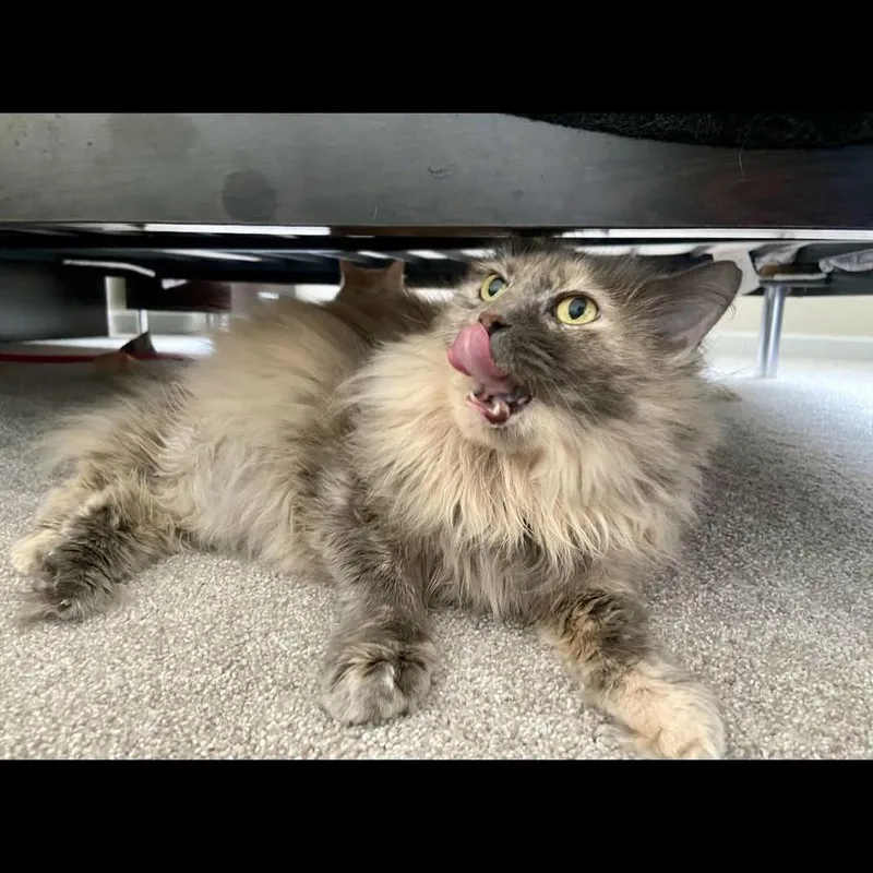 Gizmo thumbnail 3