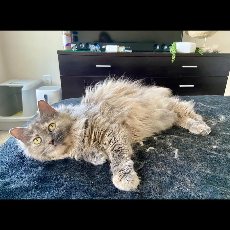 Gizmo thumbnail 4