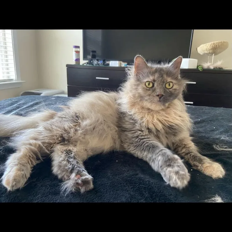 Gizmo thumbnail 6