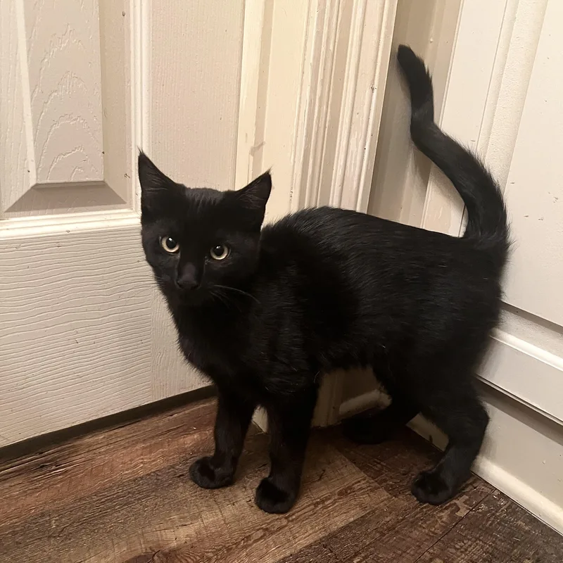 Joey Tribbiani thumbnail 3