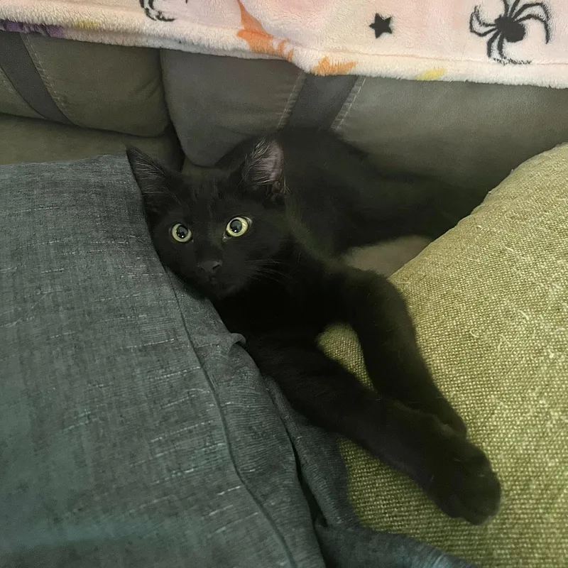 Joey Tribbiani thumbnail 4