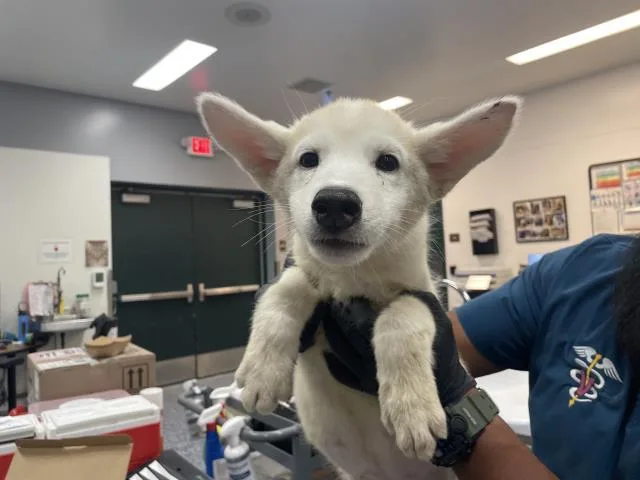 A baby small-sized male Siberian Husky dog named A for adoption in Riverside, CA