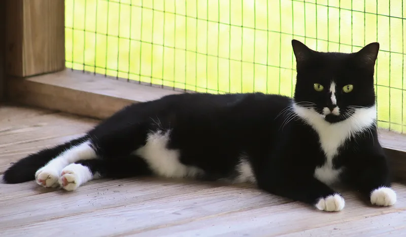 A young medium-sized female Domestic Short Hair cat named Alma for adoption in North Fort Myers, FL