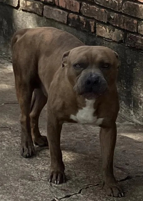A young large-sized male Pit Bull Terrier dog named Sammy for adoption in Dallas, TX