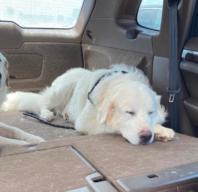 An adult large-sized male Great Pyrenees dog named Duke for adoption in Garland, TX