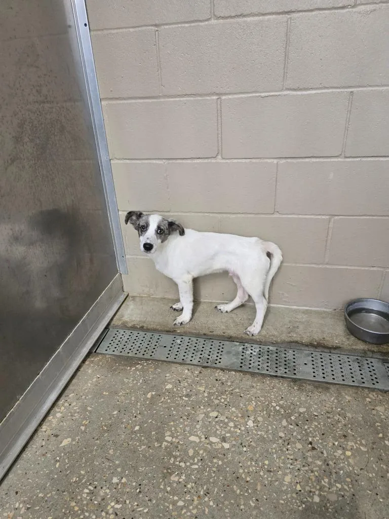 A young medium-sized male Australian Shepherd dog named Coconut for adoption in Huntsville, TX