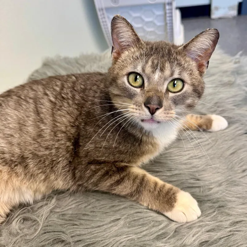 A young small-sized male Gray / Blue / Silver Domestic Short Hair cat named Ranger Cordell Walker for adoption in Zimmerman, MN
