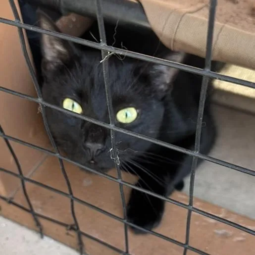 An adult small-sized male Black Domestic Short Hair cat named West for adoption in Los Angeles, CA