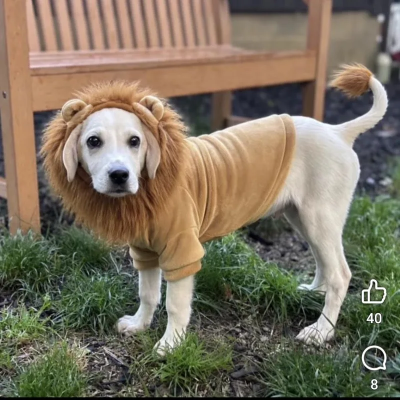 Biscuit