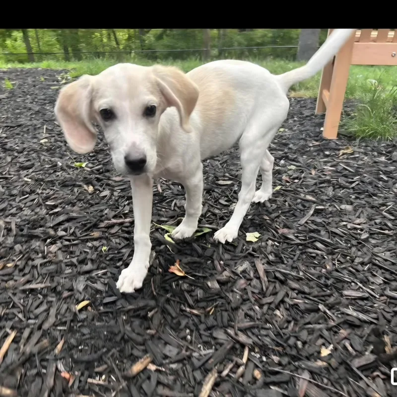 Biscuit thumbnail 2