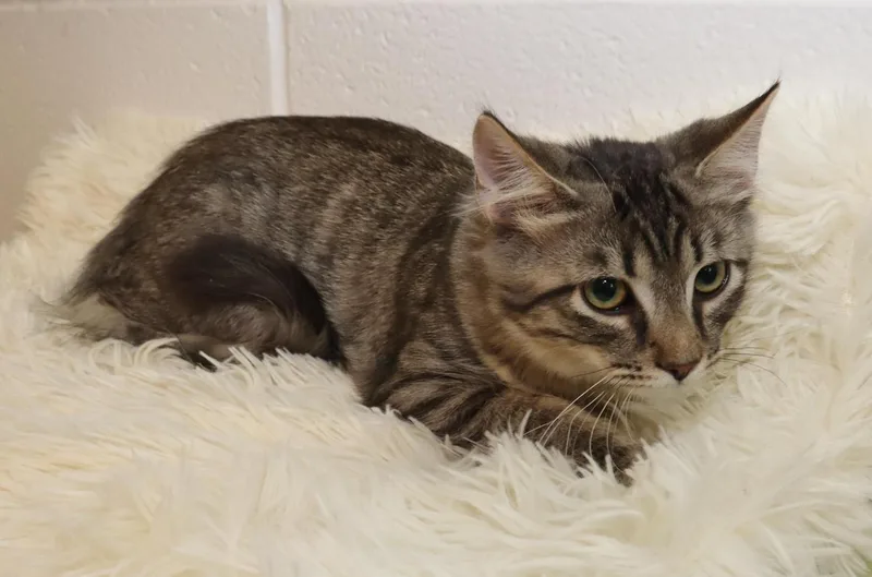 A baby medium-sized female Tabby (Brown / Chocolate) Tabby cat named Nina for adoption in Euclid, OH