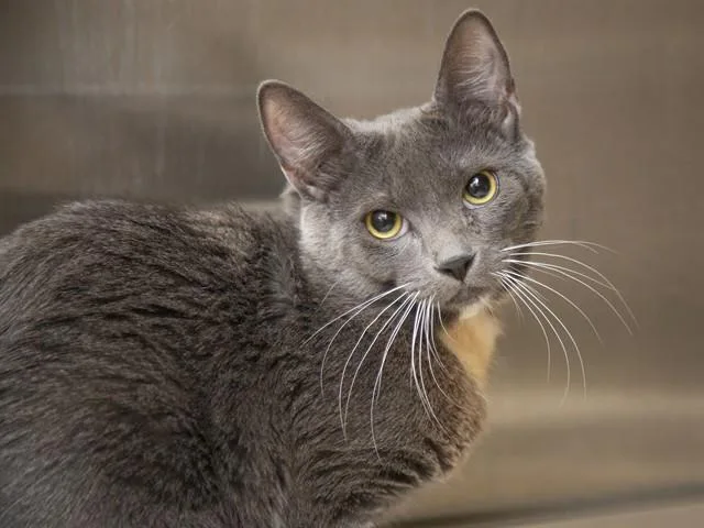 A young small-sized male Domestic Short Hair cat named Carmine for adoption in Phoenix, AZ