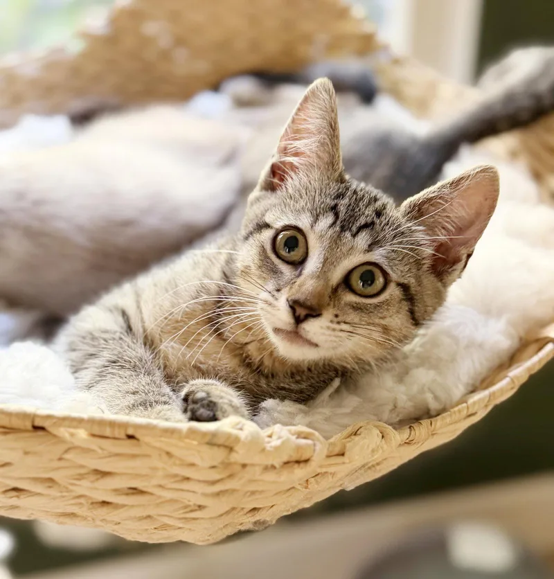 A baby medium-sized female Tabby cat named Bix for adoption in Alameda, CA