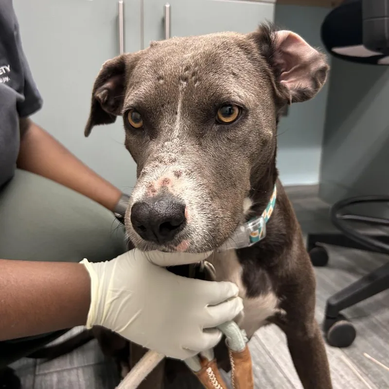 An adult medium-sized female Brown / Chocolate Mixed Breed dog named Sadie for adoption in Jacksonville, FL