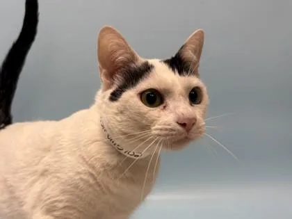 An adult small-sized female Domestic Short Hair cat named Mickey for adoption in Golden Valley, MN