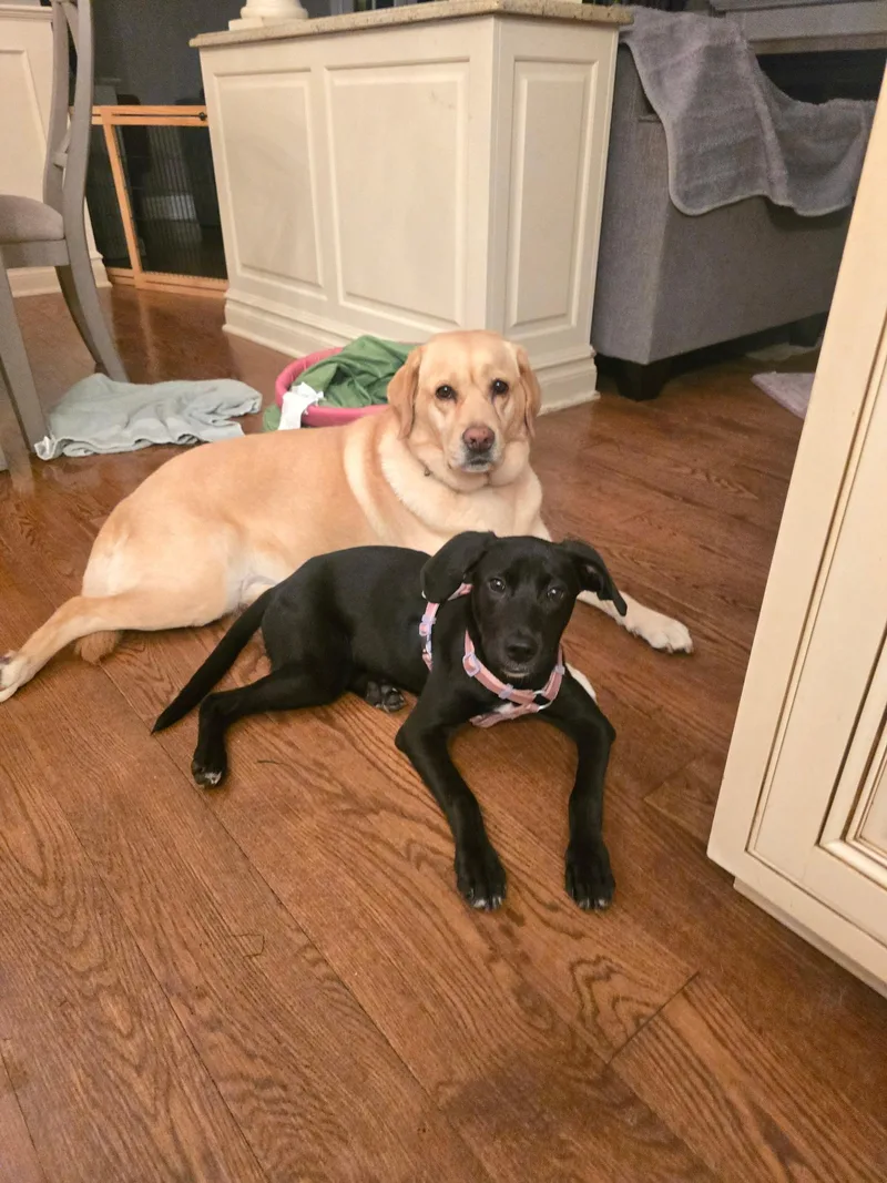 A baby medium-sized female Black Labrador Retriever dog named Stella for adoption in Oceanport, NJ