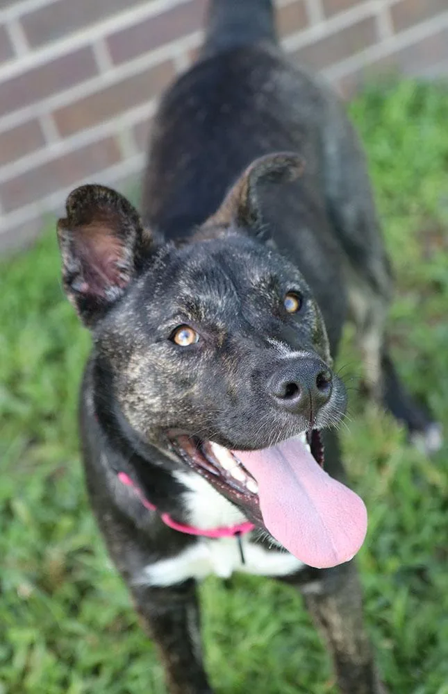 A young medium-sized female Brindle Dutch Shepherd dog named Lila Rose for adoption in Kansas City, KS
