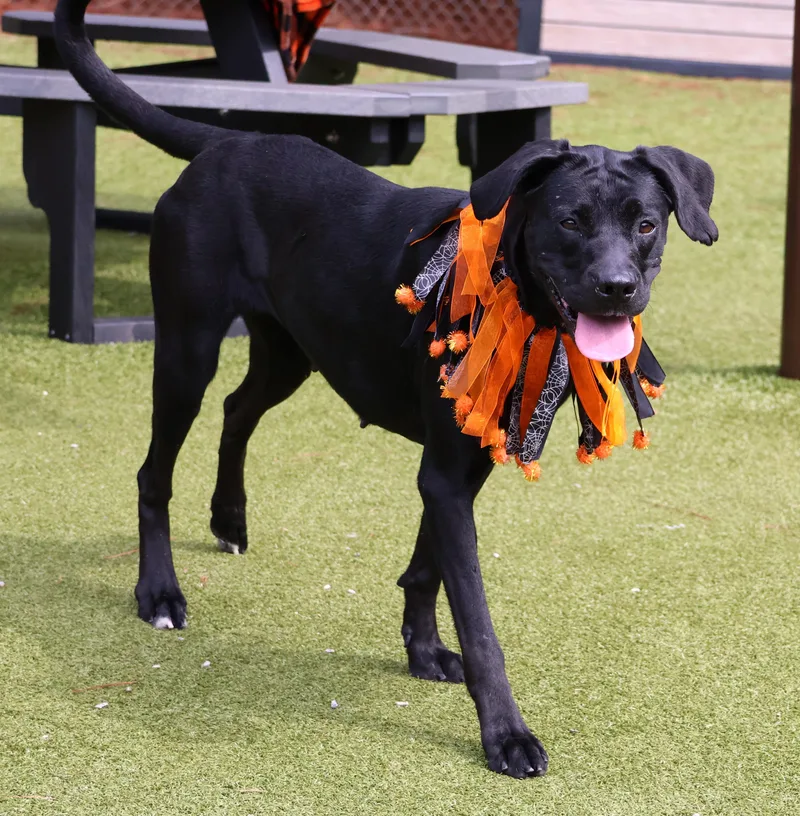 An adult large-sized female Mixed Breed dog named Harley for adoption in Athens, GA