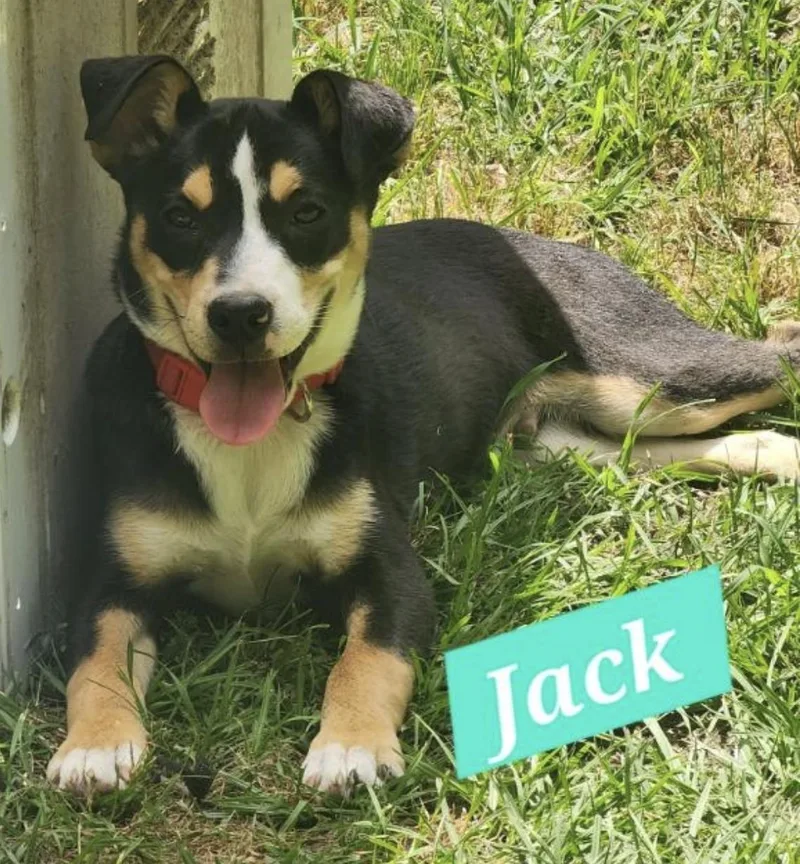A baby medium-sized male Mixed Breed dog named Jack for adoption in Rock Hill, NY