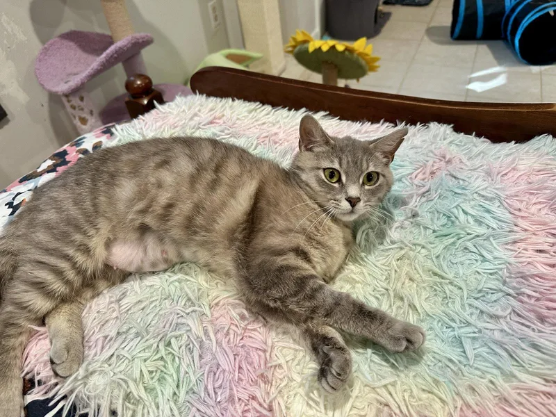 A young medium-sized female Domestic Short Hair cat named Zoe for adoption in Alexandria, VA