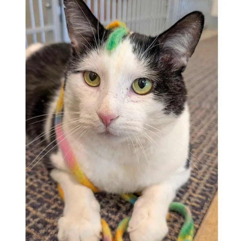 An adult large-sized male Black & White / Tuxedo Domestic Short Hair cat named Moo for adoption in Stamford, CT