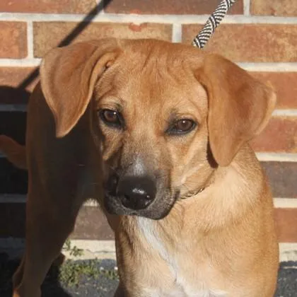 A baby medium-sized male Beagle dog named Teddie for adoption in Elk Grove Village, IL