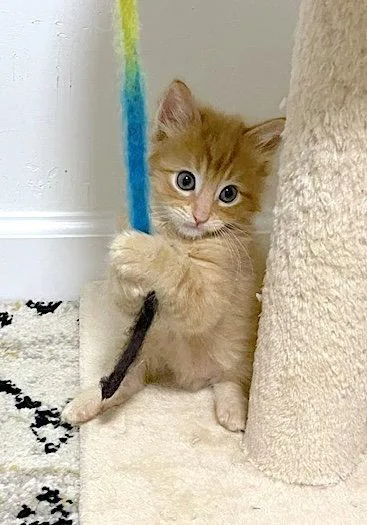 A baby medium-sized male Orange / Red Domestic Medium Hair cat named Chance  Bonded With for adoption in Fremont, CA