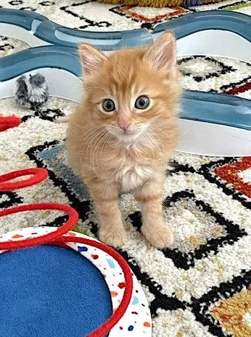 Chance  Bonded With thumbnail 3