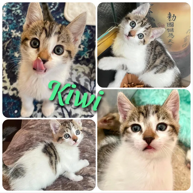 Kiwi thumbnail 3