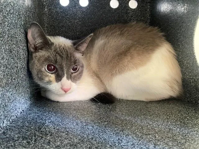 A young medium-sized female Domestic Short Hair cat named Daisy May for adoption in Garland, TX