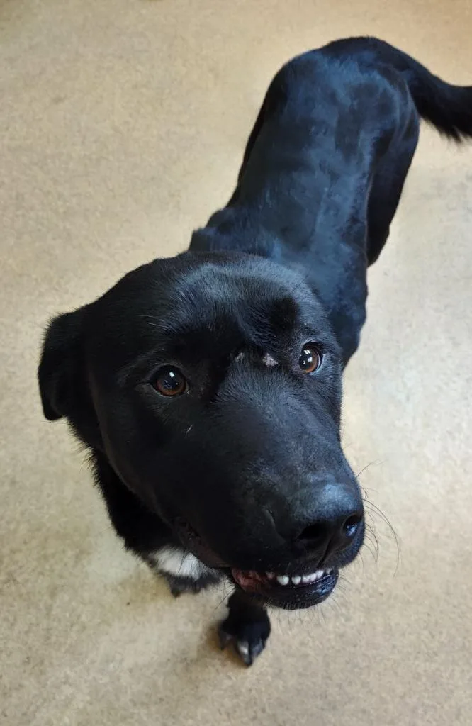 Hamburglar thumbnail 2