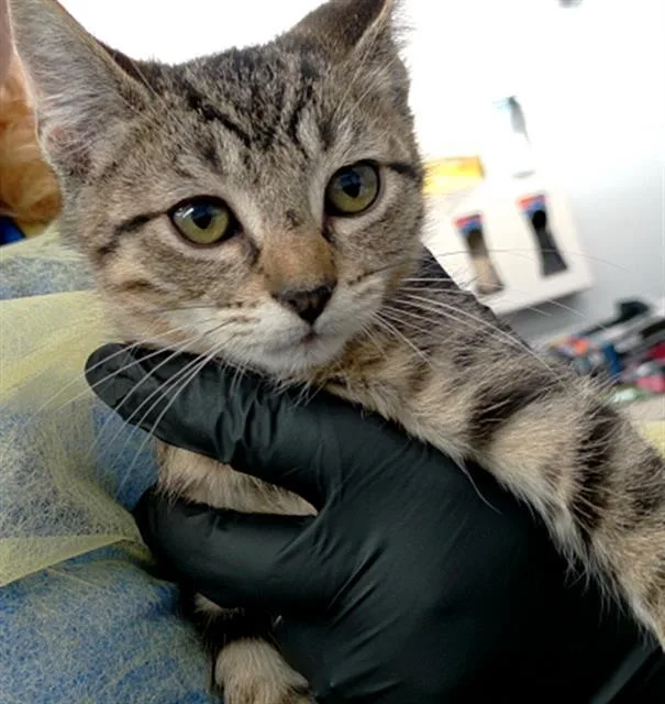 A baby medium-sized male Domestic Medium Hair cat named Victor for adoption in Dallas, TX