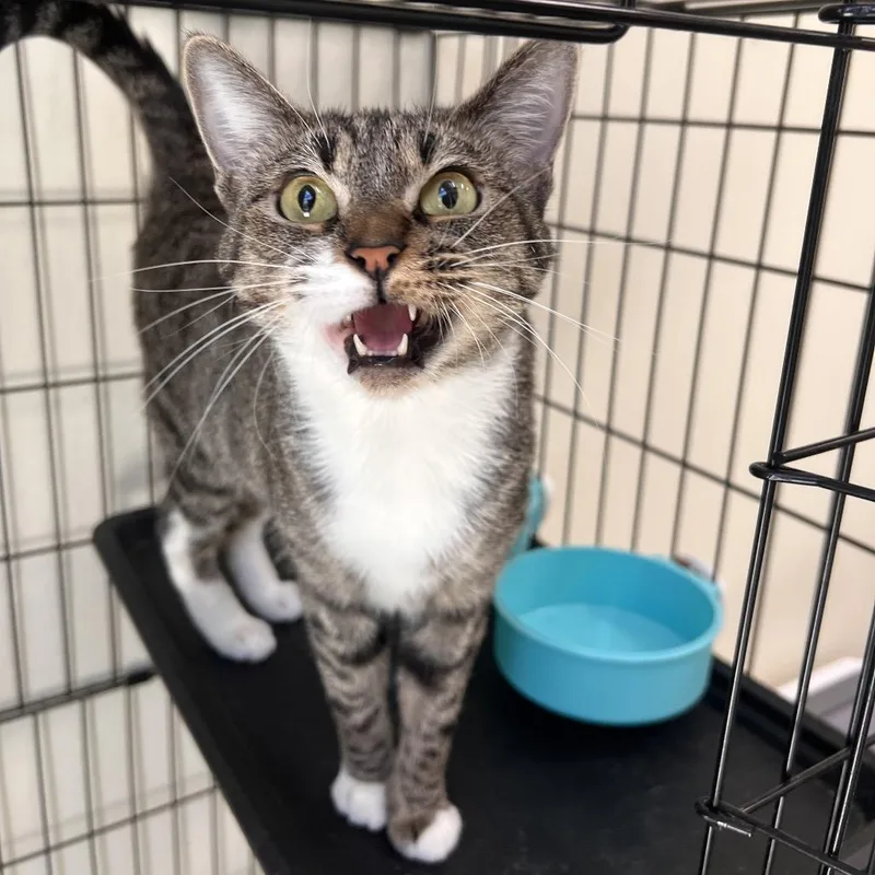 An adult small-sized female Brown / Chocolate Domestic Short Hair cat named Tammy for adoption in Las Vegas, NV
