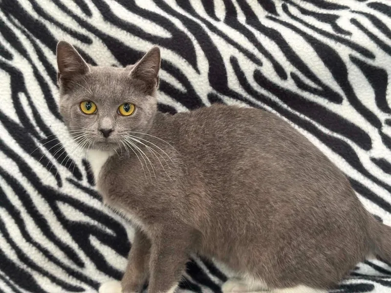 A baby small-sized female Domestic Short Hair cat named Gloria for adoption in Warrenton, NC