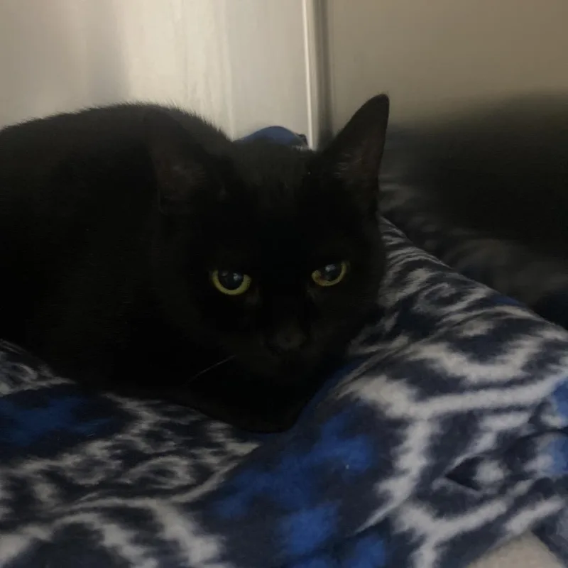 A young medium-sized female Black Domestic Short Hair cat named Hallow for adoption in Canastota, NY