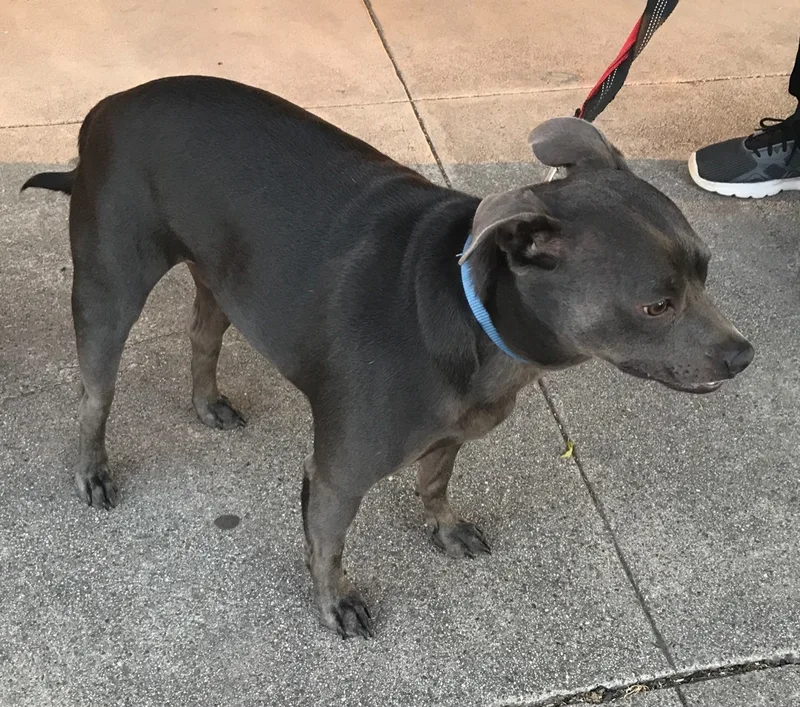 Little Grey thumbnail 2