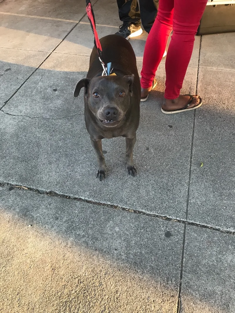 Little Grey thumbnail 3