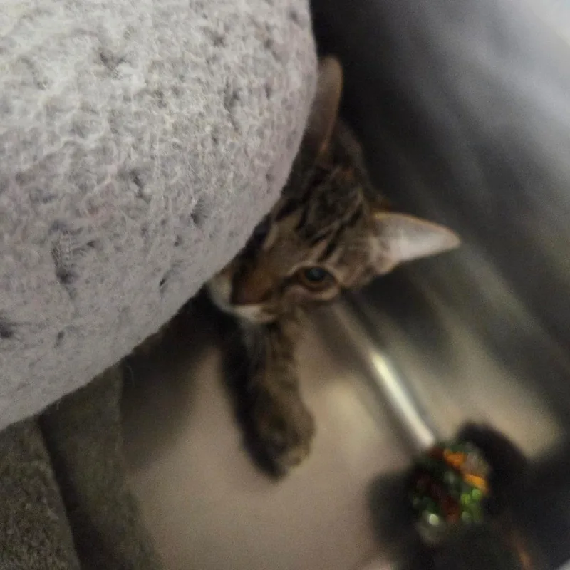 An adult small-sized female Brown / Chocolate Domestic Short Hair cat named Bean for adoption in Spokane, WA