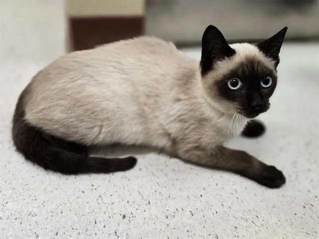 A young small-sized female Domestic Short Hair cat named Milan for adoption in Aliquippa, PA