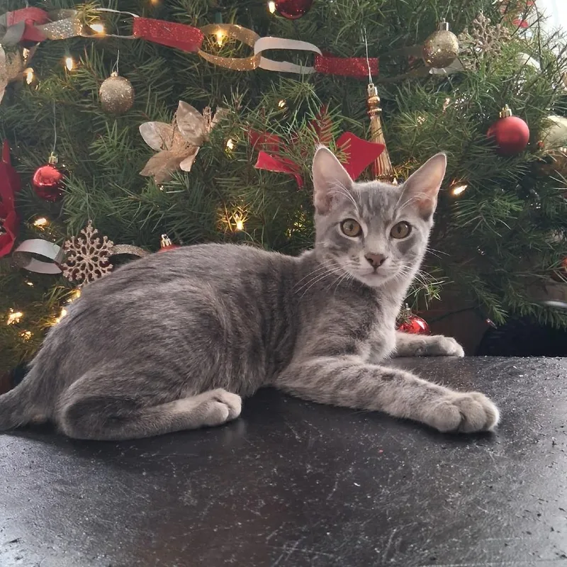 A young small-sized male Gray / Blue / Silver Domestic Short Hair cat named Mikey for adoption in Calimesa, CA