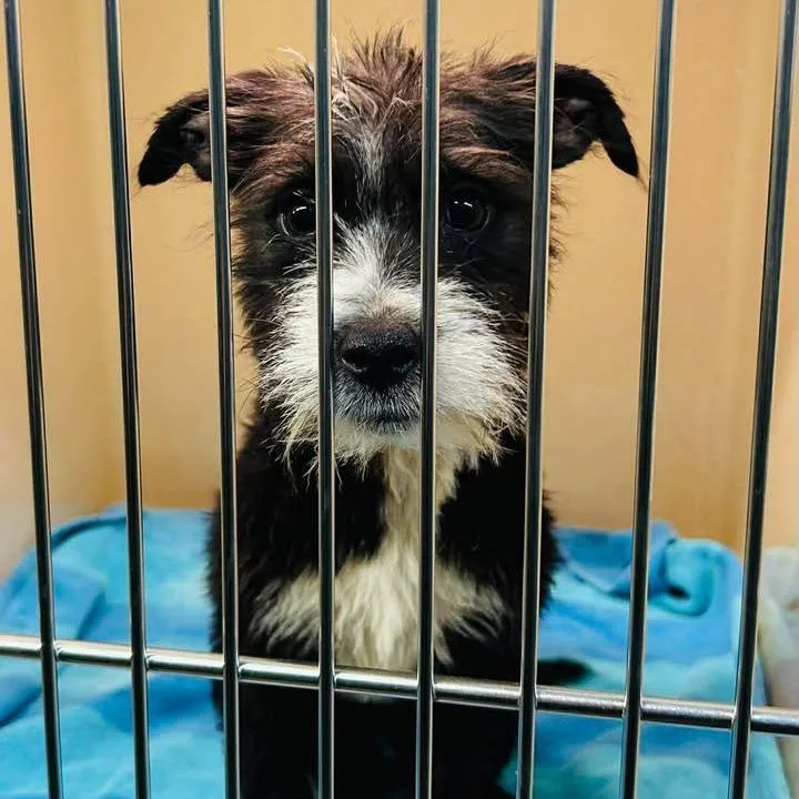 A young small-sized male Black Mixed Breed dog named Benedict for adoption in Alexandria, VA