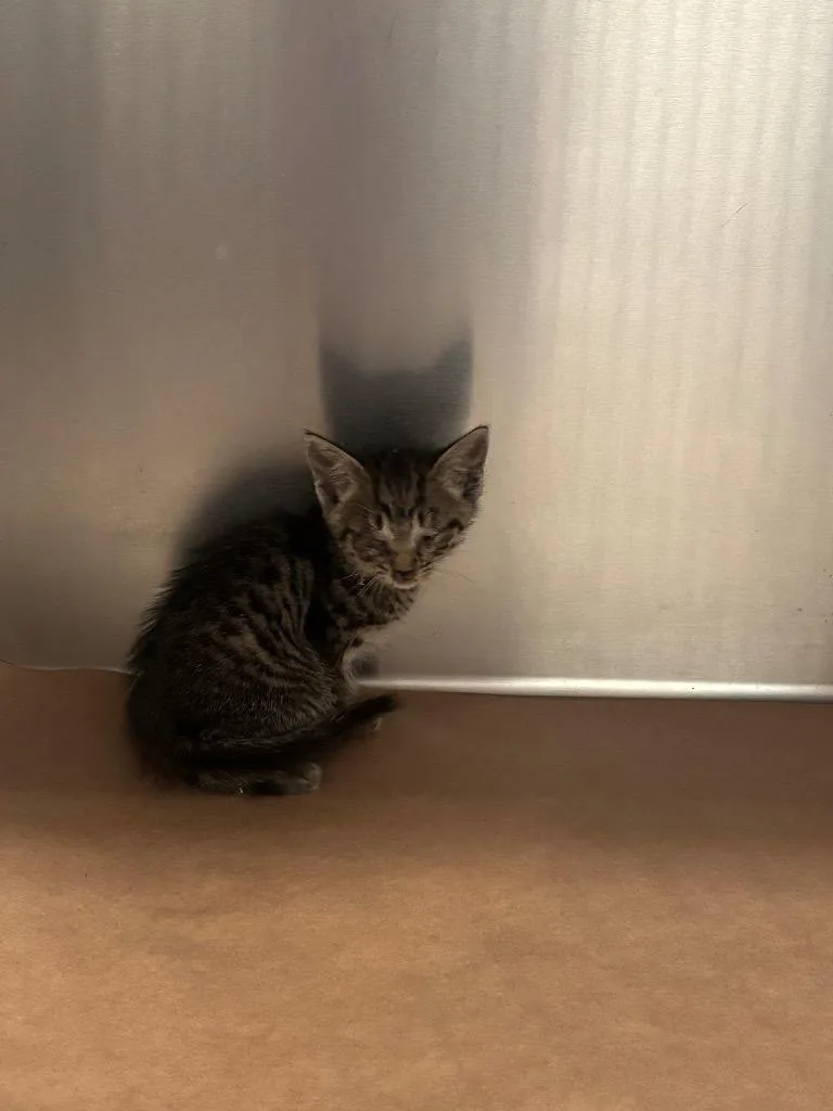 A baby small-sized female Domestic Short Hair cat named Cracker for adoption in Cartersville , GA